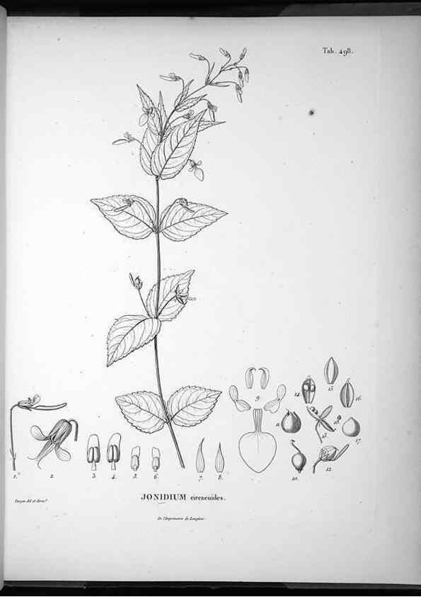 Reproducción/Reproduction 49556094138: Nova genera et species plantarum :. Antverpiae :Ex officina Christophori Plantini ...,1576.. 