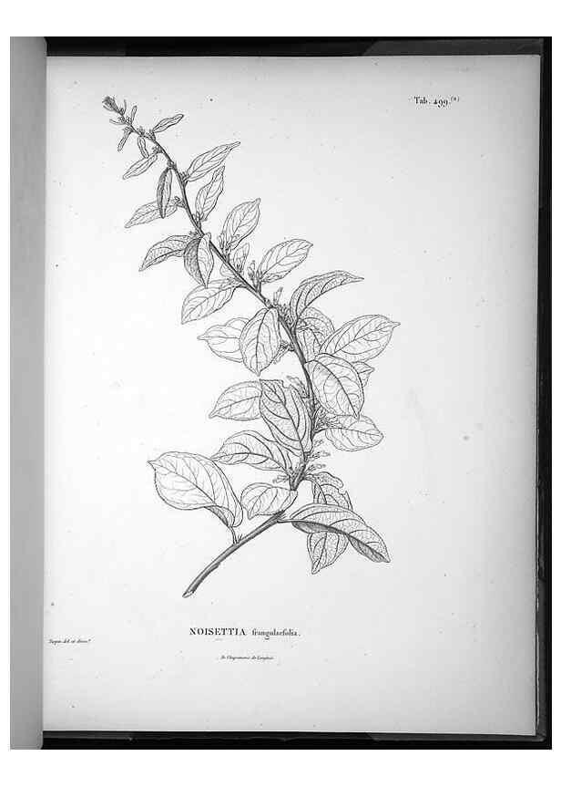 Reproducción/Reproduction 49556094298: Nova genera et species plantarum :. Antverpiae :Ex officina Christophori Plantini ...,1576.. 