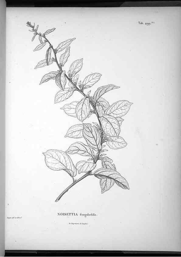Reproducción/Reproduction 49556094298: Nova genera et species plantarum :. Antverpiae :Ex officina Christophori Plantini ...,1576.. 