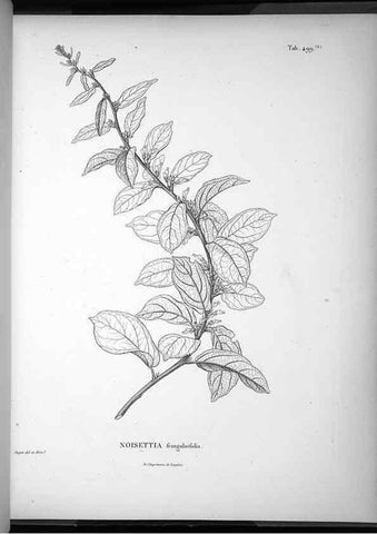 Reproducción/Reproduction 49556094298: Nova genera et species plantarum :. Antverpiae :Ex officina Christophori Plantini ...,1576.. 