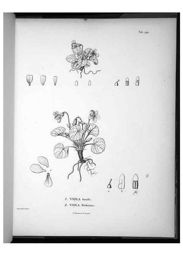 Reproducción/Reproduction 49556093053: Nova genera et species plantarum :. Antverpiae :Ex officina Christophori Plantini ...,1576.. 