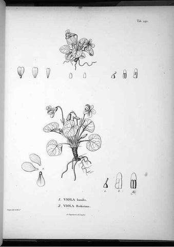 Reproducción/Reproduction 49556093053: Nova genera et species plantarum :. Antverpiae :Ex officina Christophori Plantini ...,1576.. 