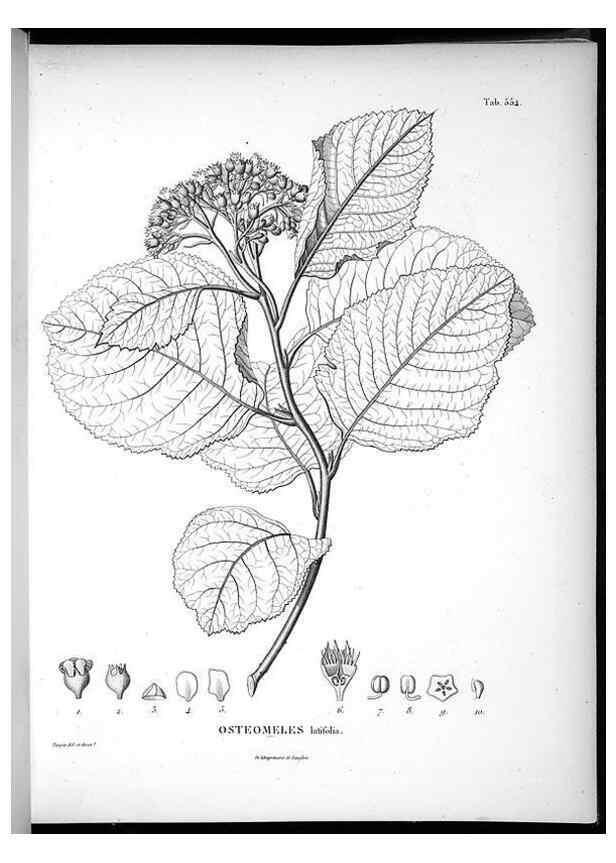 Reproducción/Reproduction 49556128748: Nova genera et species plantarum :. Antverpiae :Ex officina Christophori Plantini ...,1576.. 