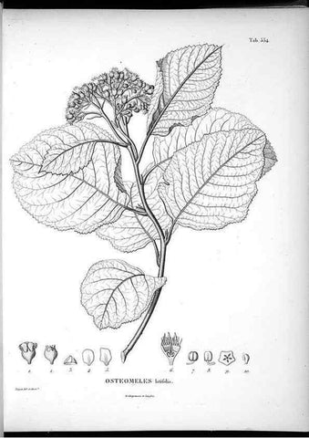 Reproducción/Reproduction 49556128748: Nova genera et species plantarum :. Antverpiae :Ex officina Christophori Plantini ...,1576.. 