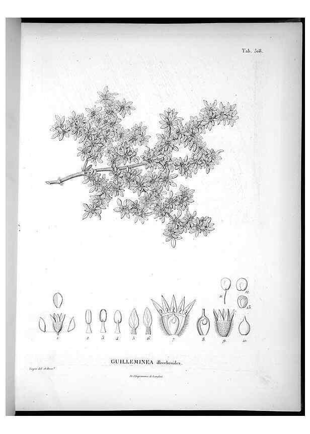 Reproducción/Reproduction 49556122603: Nova genera et species plantarum :. Antverpiae :Ex officina Christophori Plantini ...,1576.. 