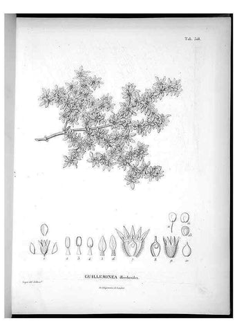 Reproducción/Reproduction 49556122603: Nova genera et species plantarum :. Antverpiae :Ex officina Christophori Plantini ...,1576.. 