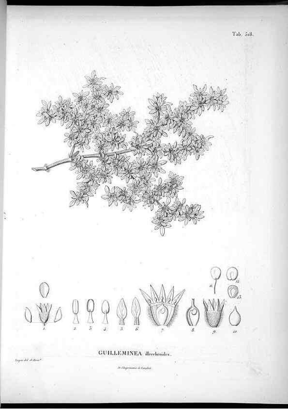 Reproducción/Reproduction 49556122603: Nova genera et species plantarum :. Antverpiae :Ex officina Christophori Plantini ...,1576.. 