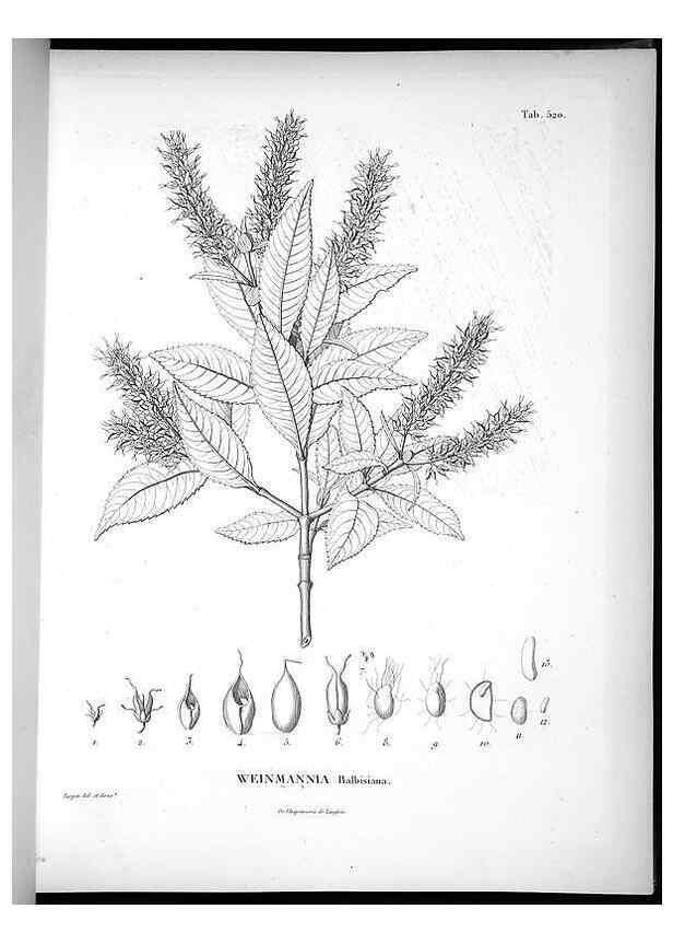 Reproducción/Reproduction 49556619716: Nova genera et species plantarum :. Antverpiae :Ex officina Christophori Plantini ...,1576.. 