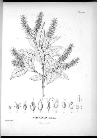 Reproducción/Reproduction 49556619716: Nova genera et species plantarum :. Antverpiae :Ex officina Christophori Plantini ...,1576.. 