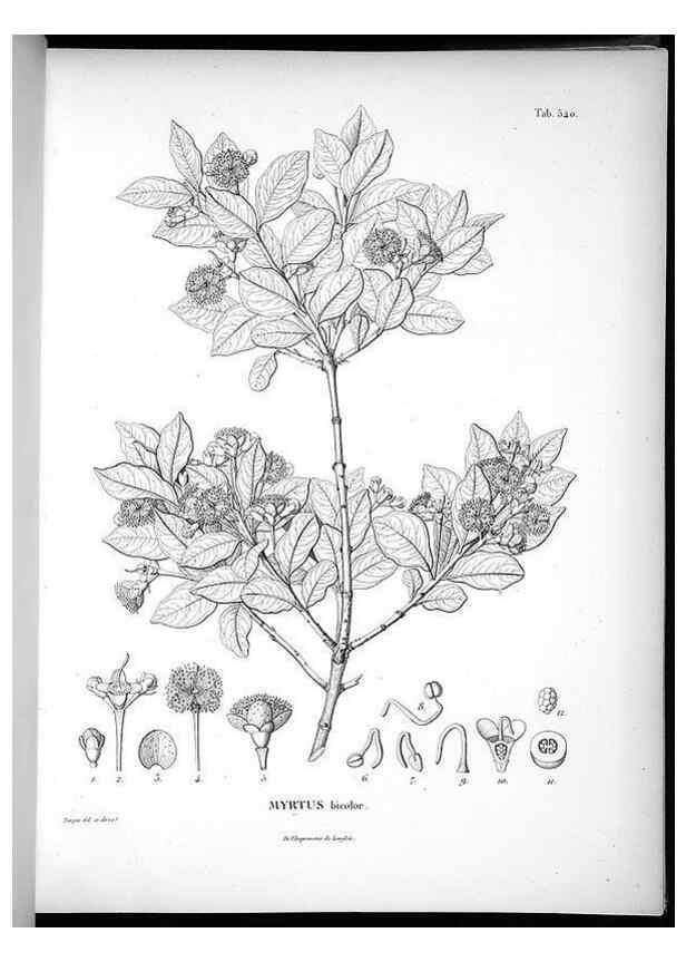 Reproducción/Reproduction 49556623206: Nova genera et species plantarum :. Antverpiae :Ex officina Christophori Plantini ...,1576.. 