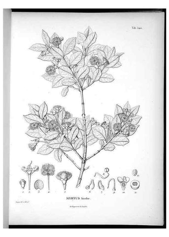 Reproducción/Reproduction 49556623206: Nova genera et species plantarum :. Antverpiae :Ex officina Christophori Plantini ...,1576.. 