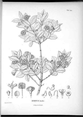 Reproducción/Reproduction 49556623206: Nova genera et species plantarum :. Antverpiae :Ex officina Christophori Plantini ...,1576.. 