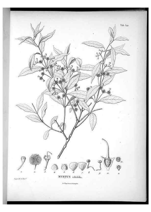 Reproducción/Reproduction 49556126318: Nova genera et species plantarum :. Antverpiae :Ex officina Christophori Plantini ...,1576.. 