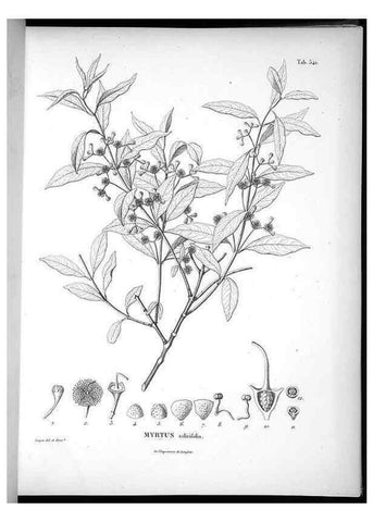 Reproducción/Reproduction 49556126318: Nova genera et species plantarum :. Antverpiae :Ex officina Christophori Plantini ...,1576.. 