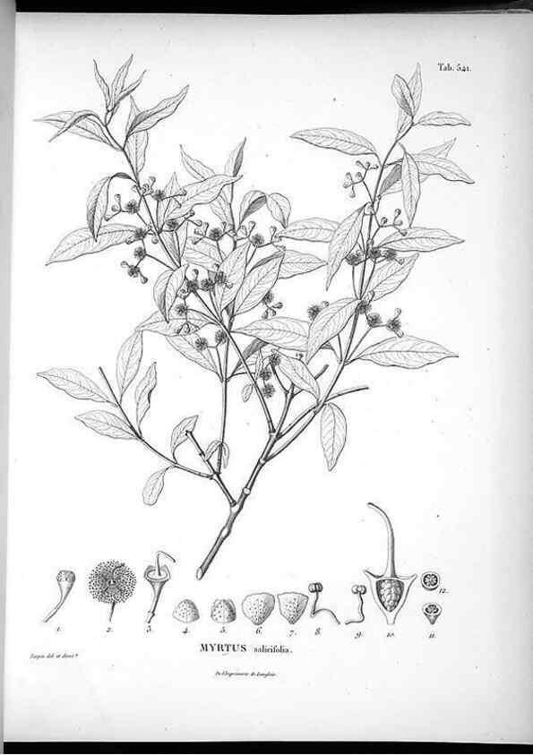 Reproducción/Reproduction 49556126318: Nova genera et species plantarum :. Antverpiae :Ex officina Christophori Plantini ...,1576.. 