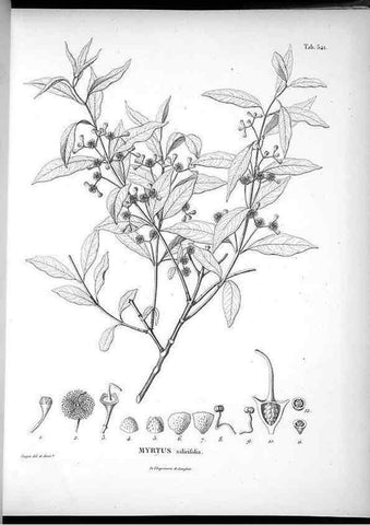 Reproducción/Reproduction 49556126318: Nova genera et species plantarum :. Antverpiae :Ex officina Christophori Plantini ...,1576.. 