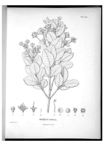 Reproducción/Reproduction 49556623521: Nova genera et species plantarum :. Antverpiae :Ex officina Christophori Plantini ...,1576.. 