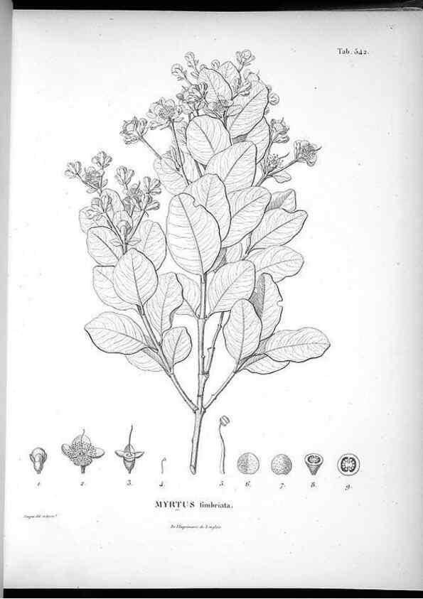 Reproducción/Reproduction 49556623521: Nova genera et species plantarum :. Antverpiae :Ex officina Christophori Plantini ...,1576.. 