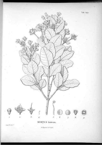 Reproducción/Reproduction 49556623521: Nova genera et species plantarum :. Antverpiae :Ex officina Christophori Plantini ...,1576.. 