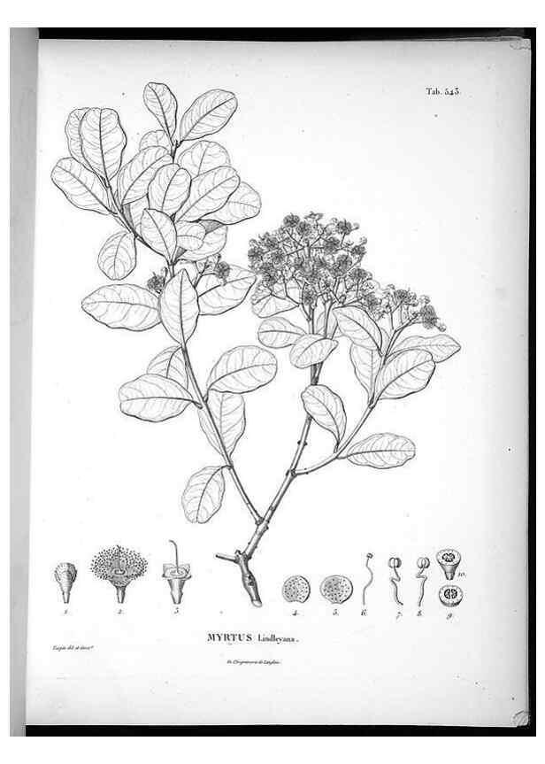 Reproducción/Reproduction 49556126628: Nova genera et species plantarum :. Antverpiae :Ex officina Christophori Plantini ...,1576.. 