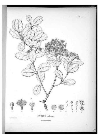 Reproducción/Reproduction 49556126628: Nova genera et species plantarum :. Antverpiae :Ex officina Christophori Plantini ...,1576.. 