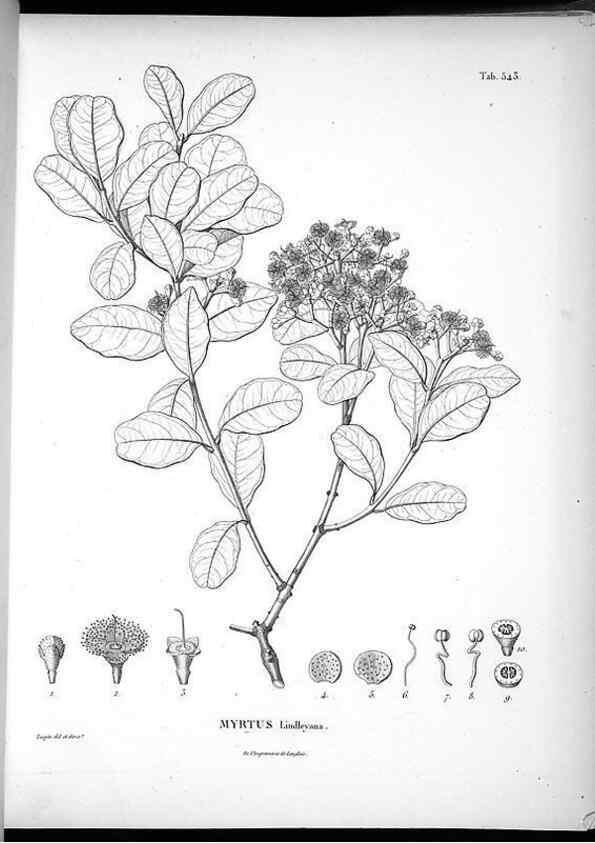 Reproducción/Reproduction 49556126628: Nova genera et species plantarum :. Antverpiae :Ex officina Christophori Plantini ...,1576.. 