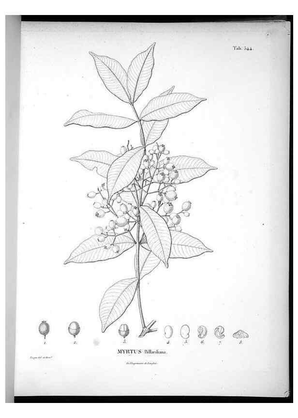 Reproducción/Reproduction 49556623876: Nova genera et species plantarum :. Antverpiae :Ex officina Christophori Plantini ...,1576.. 