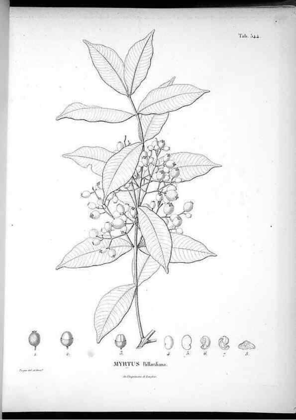 Reproducción/Reproduction 49556623876: Nova genera et species plantarum :. Antverpiae :Ex officina Christophori Plantini ...,1576.. 