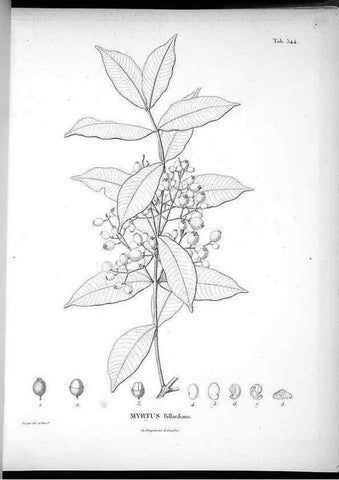Reproducción/Reproduction 49556623876: Nova genera et species plantarum :. Antverpiae :Ex officina Christophori Plantini ...,1576.. 