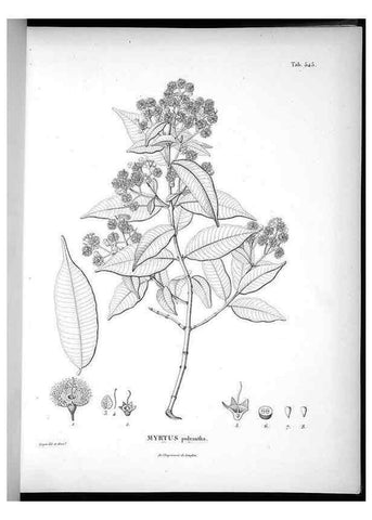 Reproducción/Reproduction 49556861082: Nova genera et species plantarum :. Antverpiae :Ex officina Christophori Plantini ...,1576.. 