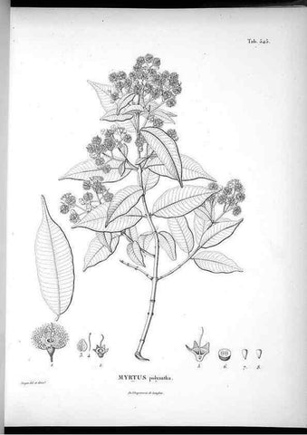 Reproducción/Reproduction 49556861082: Nova genera et species plantarum :. Antverpiae :Ex officina Christophori Plantini ...,1576.. 