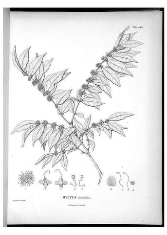 Reproducción/Reproduction 49556861287: Nova genera et species plantarum :. Antverpiae :Ex officina Christophori Plantini ...,1576.. 