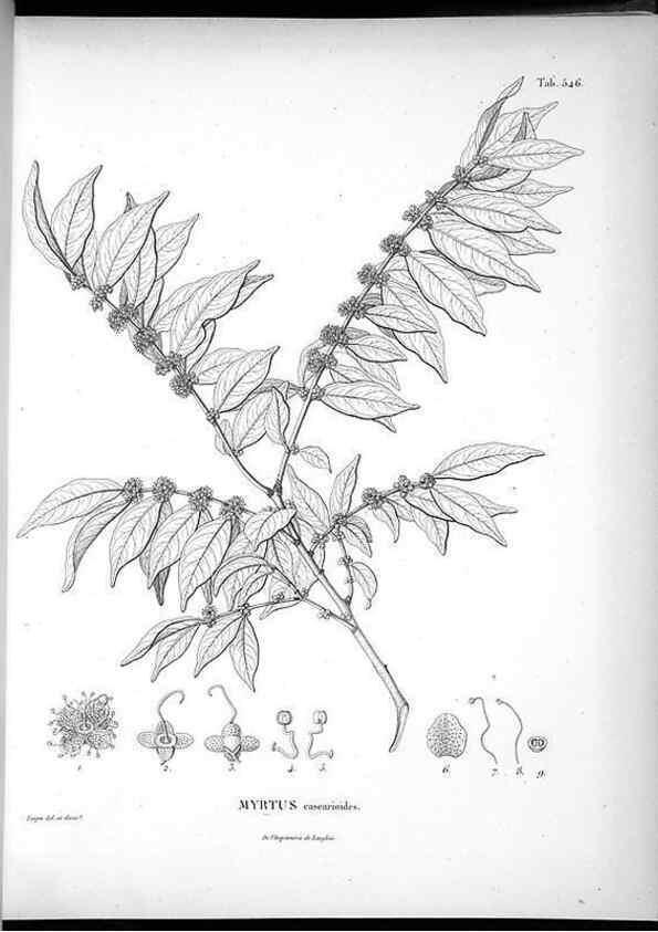 Reproducción/Reproduction 49556861287: Nova genera et species plantarum :. Antverpiae :Ex officina Christophori Plantini ...,1576.. 