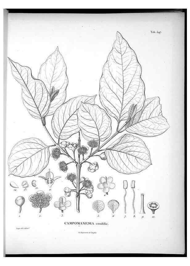 Reproducción/Reproduction 49556861507: Nova genera et species plantarum :. Antverpiae :Ex officina Christophori Plantini ...,1576.. 