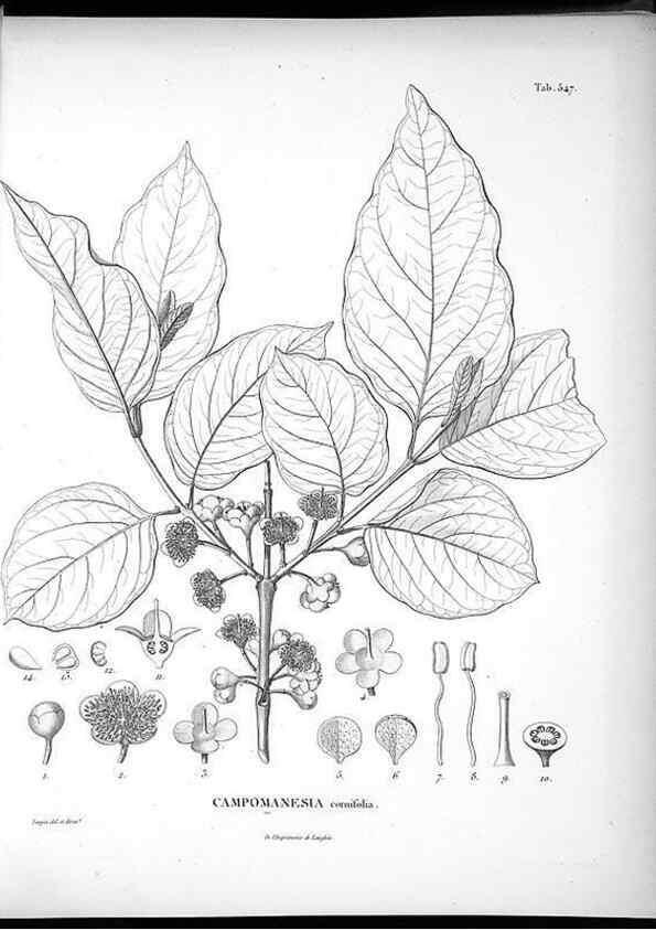 Reproducción/Reproduction 49556861507: Nova genera et species plantarum :. Antverpiae :Ex officina Christophori Plantini ...,1576.. 