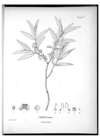 Reproducción/Reproduction 49556127433: Nova genera et species plantarum :. Antverpiae :Ex officina Christophori Plantini ...,1576.. 