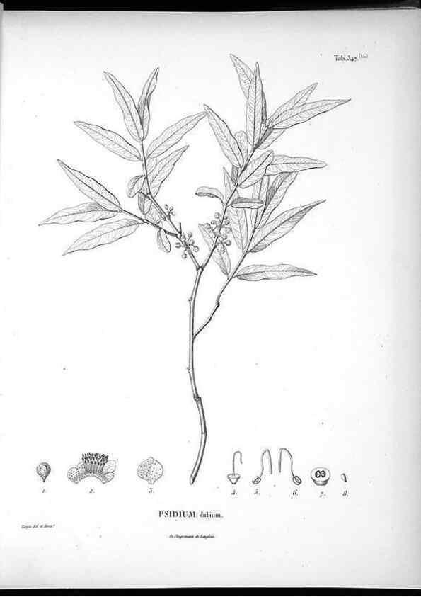 Reproducción/Reproduction 49556127433: Nova genera et species plantarum :. Antverpiae :Ex officina Christophori Plantini ...,1576.. 