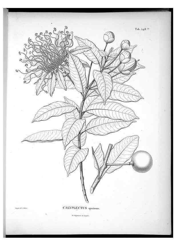 Reproducción/Reproduction 49556127553: Nova genera et species plantarum :. Antverpiae :Ex officina Christophori Plantini ...,1576.. 