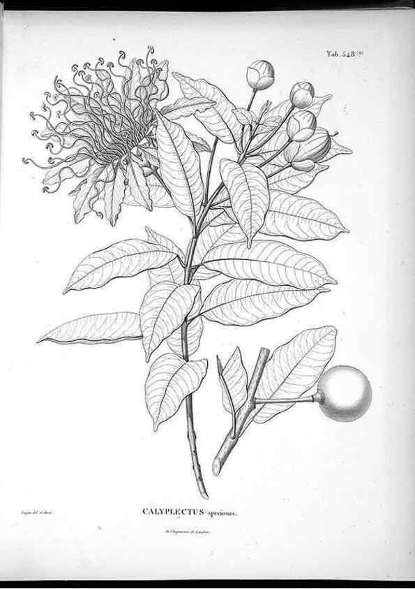 Reproducción/Reproduction 49556127553: Nova genera et species plantarum :. Antverpiae :Ex officina Christophori Plantini ...,1576.. 