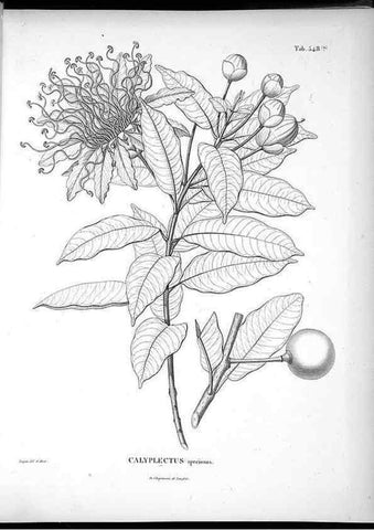 Reproducción/Reproduction 49556127553: Nova genera et species plantarum :. Antverpiae :Ex officina Christophori Plantini ...,1576.. 