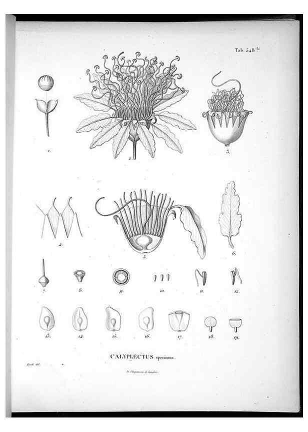 Reproducción/Reproduction 49556861947: Nova genera et species plantarum :. Antverpiae :Ex officina Christophori Plantini ...,1576.. 