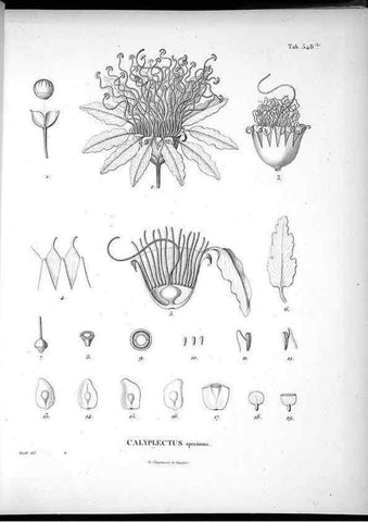 Reproducción/Reproduction 49556861947: Nova genera et species plantarum :. Antverpiae :Ex officina Christophori Plantini ...,1576.. 