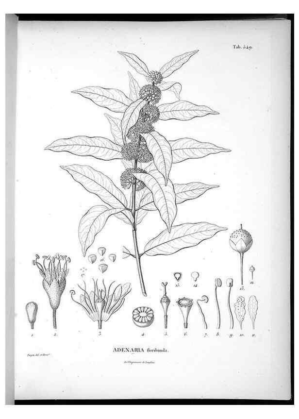 Reproducción/Reproduction 49556862122: Nova genera et species plantarum :. Antverpiae :Ex officina Christophori Plantini ...,1576.. 