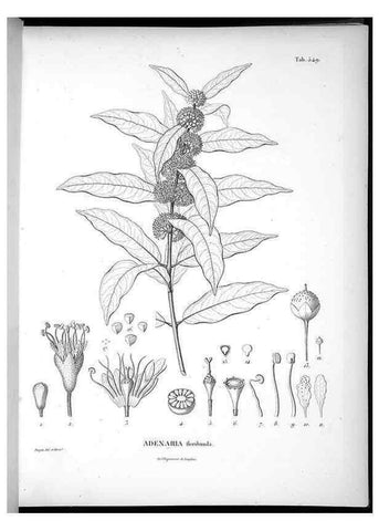 Reproducción/Reproduction 49556862122: Nova genera et species plantarum :. Antverpiae :Ex officina Christophori Plantini ...,1576.. 