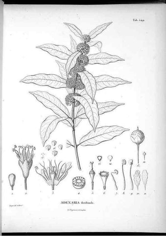 Reproducción/Reproduction 49556862122: Nova genera et species plantarum :. Antverpiae :Ex officina Christophori Plantini ...,1576.. 