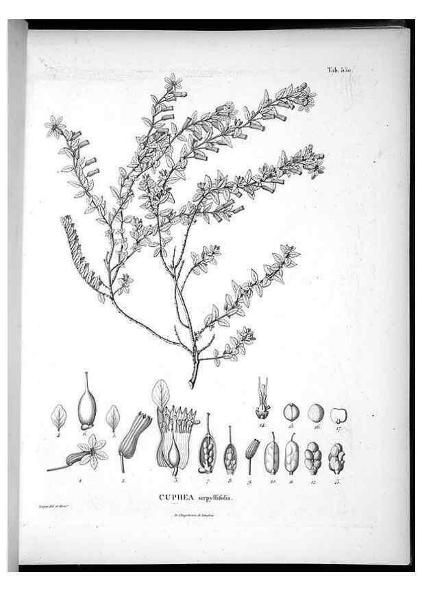 Reproducción/Reproduction 49556625191: Nova genera et species plantarum :. Antverpiae :Ex officina Christophori Plantini ...,1576.. 