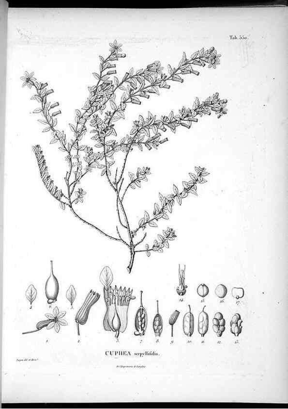 Reproducción/Reproduction 49556625191: Nova genera et species plantarum :. Antverpiae :Ex officina Christophori Plantini ...,1576.. 