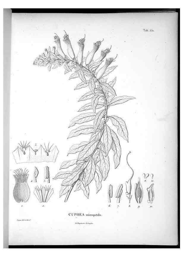 Reproducción/Reproduction 49556625306: Nova genera et species plantarum :. Antverpiae :Ex officina Christophori Plantini ...,1576.. 