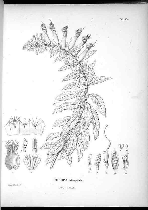Reproducción/Reproduction 49556625306: Nova genera et species plantarum :. Antverpiae :Ex officina Christophori Plantini ...,1576.. 
