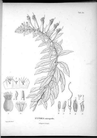Reproducción/Reproduction 49556625306: Nova genera et species plantarum :. Antverpiae :Ex officina Christophori Plantini ...,1576.. 